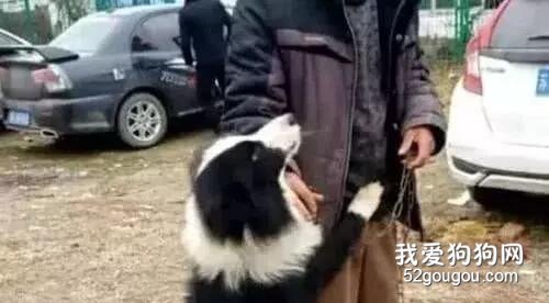 <b>男子把养了5年的边牧卖掉，交钱时，边牧紧紧抱住主人求饶</b>