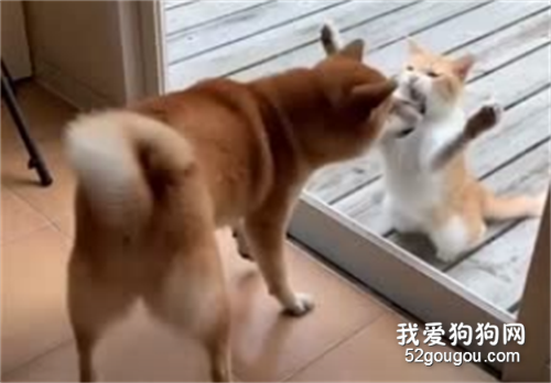 <b>柴犬和橘猫隔着玻璃决斗，一猫一狗虚张声势的样子也太好笑了</b>