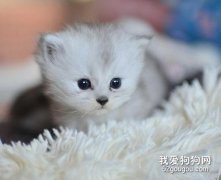 什么情况下的猫咪容易受到惊吓躲起来？