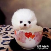 <b>博美茶杯犬好养吗 应注意什么?</b>