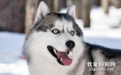 秋天狗狗需要注意什么？ 秋季狗狗的养护大全