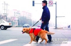 <b>导盲犬可以帮助盲人干什么？</b>