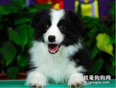 边牧幼犬怎么照顾 边境牧羊犬幼犬喂养护理知识