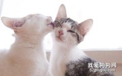<b>猫咪为什么喜欢互相舔毛？</b>