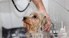 给狗狗洗澡时要小心引发感冒