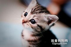 <b>猫咪拉稀吃什么？猫拉稀原因有哪些？</b>