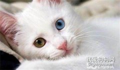 <b>猫咪肾衰怎么办？ 猫咪肾衰的治疗解决办法</b>