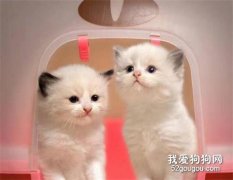 猫瘟怎么治疗 猫瘟隔离治疗方法