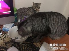 生产完的猫猫需要吃什么？