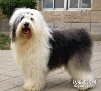 <b>英国古代牧羊犬怎么护理 古牧日常护理内容</b>