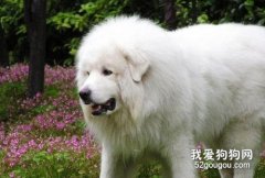 大白熊犬换毛怎么护理 大白熊犬换毛期间护理方法