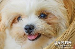 西施犬耳毛怎么拔 西施犬拔耳毛技巧