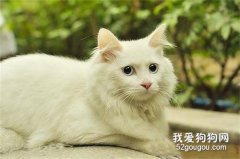 遇到猫咪感冒的情况怎么办?