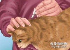 猫咪外驱要注意什么好 驱虫药物需要注意正确使用