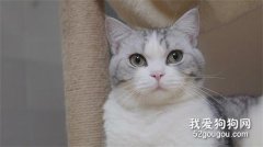 猫咪肠胃宝怎么吃?