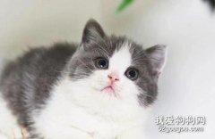 <b>猫咪英短蓝白价格 品质越优价格越高</b>