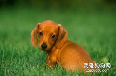 狗狗能吃鸡翅吗?