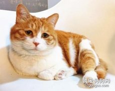 如何避免猫咪不小心跑出去