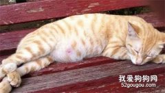 <b>猫咪流产的原因症状和预防措施</b>
