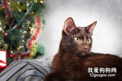 哈瓦那棕猫怎么养 哈瓦那猫饲养方法