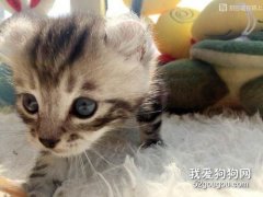 美国卷耳猫幼猫吃什么 定时定量喂食幼猫