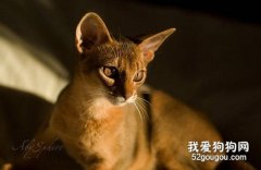 阿比西尼亚猫好养吗 阿比西尼亚猫喂养知识