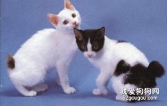 <b>日本短尾猫怎么养 日本短尾猫饲养方法</b>