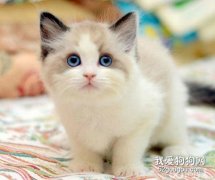 <b>猫咪咳嗽怎么办 猫咪咳嗽治疗方法</b>