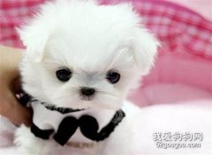 <b>马尔济斯幼犬一天喂几次 马尔济斯幼犬喂养方法</b>