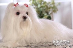 <b>马尔济斯犬什么时候打疫苗 马尔济斯犬打疫苗时间介绍</b>