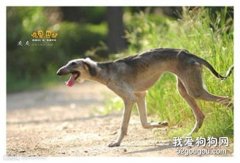 细犬拉稀怎么办 中国细犬拉肚子治疗方法