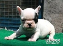 法斗拉肚子怎么治疗 法国斗牛犬拉稀治疗方法