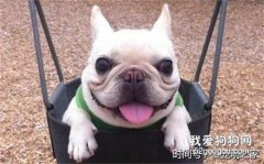 <b>法斗呕吐怎么治疗 法国斗牛犬呕吐治疗方法</b>