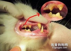 <b>猫咪牙周炎症状和治疗</b>