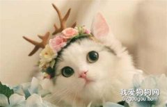 猫咪消化系统的疾病——慢性呕吐、肠道疾病