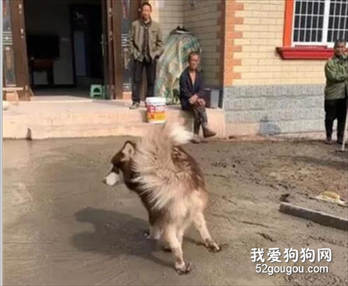 <b>网友带阿拉斯加到农村玩，不到5分钟，他就气疯了：这狗是真的傻啊！</b>