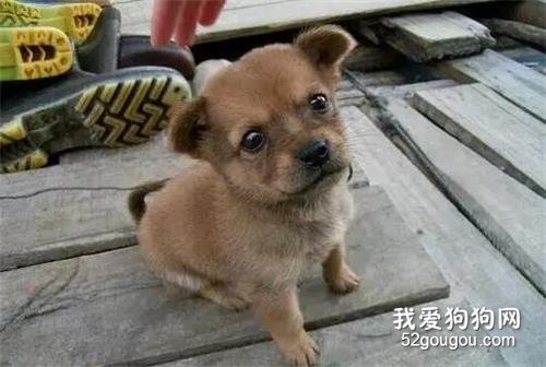 <b>我是中华田园犬，我很棒！</b>