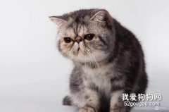 公猫隐睾有生育功能吗？