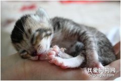 <b>猫早产小猫能活吗?如何进行人工喂养?</b>