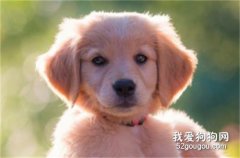 <b>金毛犬吃什么的四大要点</b>