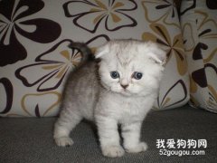 从猫咪的叫声了解它的情绪