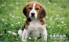 <b>比格犬怎么看纯不纯 辨别比格犬纯种技巧</b>