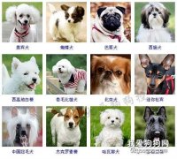 <b>小型犬品种大全 这些狗狗你想养哪只？</b>