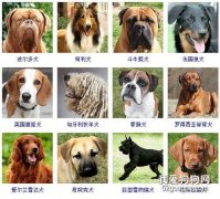 <b>大型犬品种大全 你知道吗？</b>