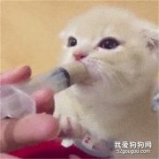 <b>刚出生的猫咪怎么喂奶?</b>