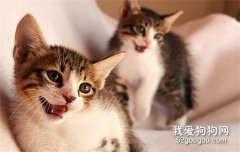 猫咪近亲繁殖规则 到底应该近亲繁殖吗?