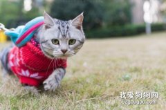 <b>猫不听话可以打吗 这样会让猫猫更加怕你</b>