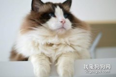 布偶猫冬天毛色会变深吗？