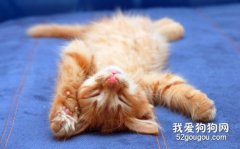 <b>猫咪一天要睡多久算正常？</b>