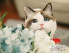猫需要补充什么 这些营养元素一定要知道